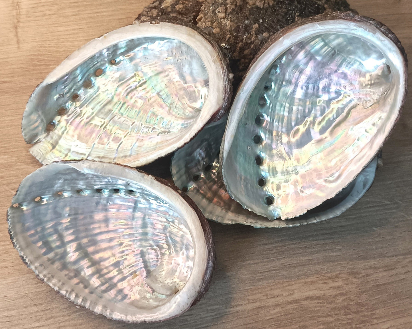 Coquille dormeau