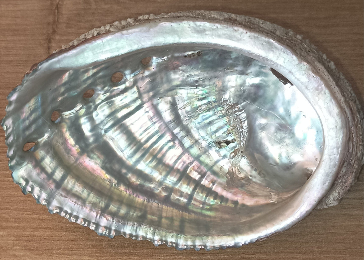 Coquille d'ormeau unité