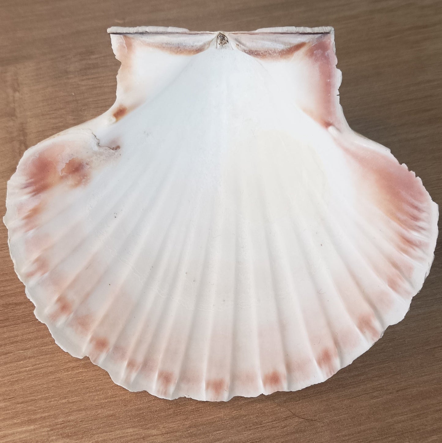 Coquille saint jacques unité