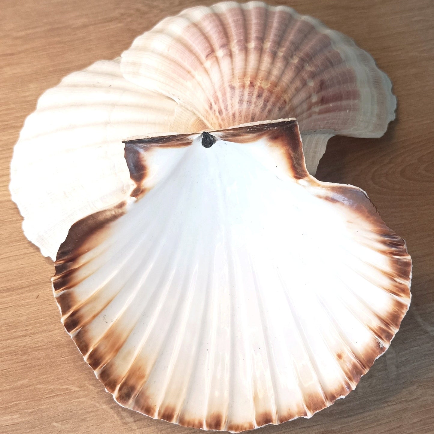 Coquilles Saint Jacques